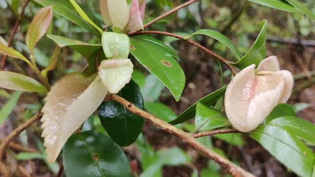 雨天山里拔春笋,发现树上长出“耳朵”,应该很多人都没见过