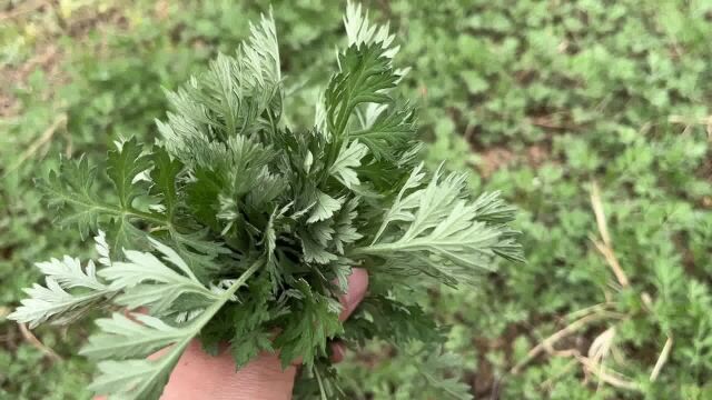 农村常见植物野生艾草,这几大用途你了解吗?了解它的都爱不惜手