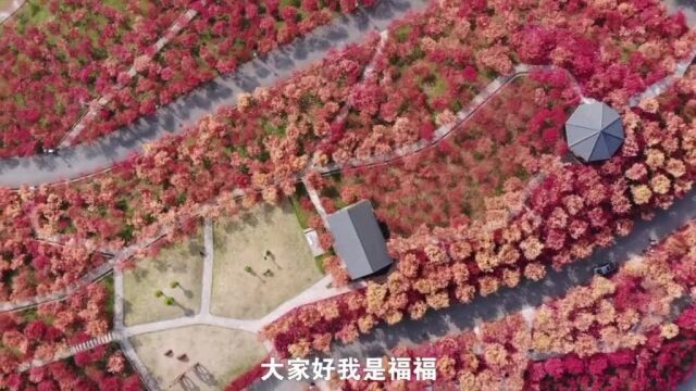 南湖多彩植物园