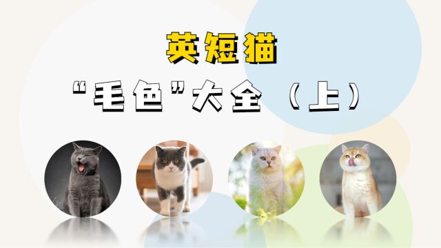 英短猫“毛色”大全,快看看你认识几种!