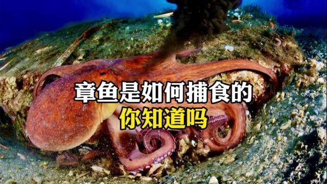 章鱼是如何捕食的,你知道吗?