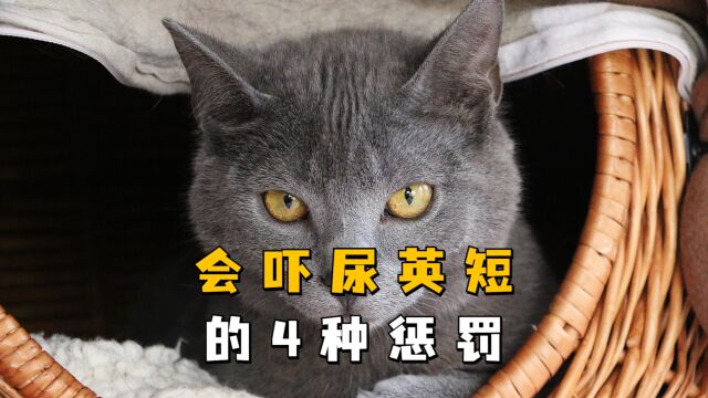 这4种惩罚方式,任意一种都能“吓尿”英短猫