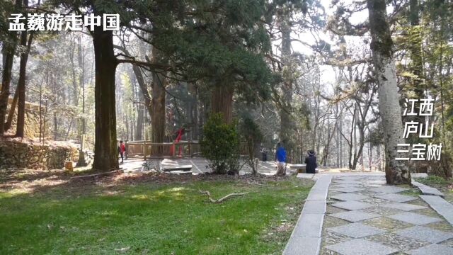 三棵古树,银杏1600年,柳杉600年.深山藏古树,庐山三宝树