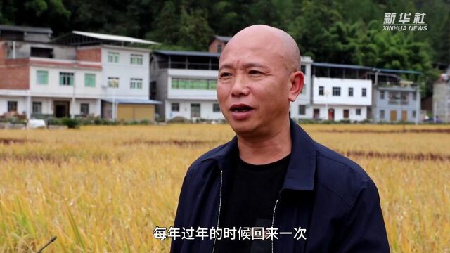 重庆云阳:五彩稻田农旅融合双丰收