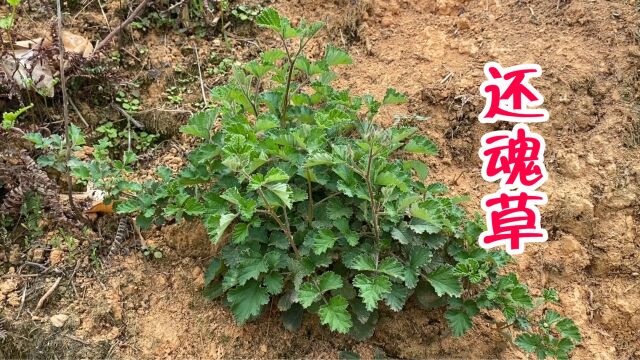 很多人把这种植物当杂草,其实它叫“还魂草”,一起了解下