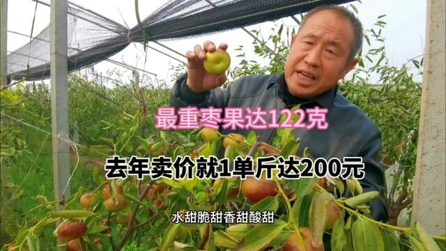 山西大叔种出油蟠粹枣,口感四甜品质好,单斤售价200元#冬枣 #我为家乡农产品代言 #油蟠粹枣