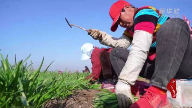 千城百县看中国|河北望都:韭菜飘香助农增收