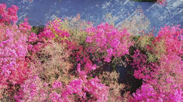 花星球的映山红迷宫,紫藤,郁金香,木绣球全部进入盛花期,非常出片,19.9戳定位#赏花新地标 #百花争艳花星球