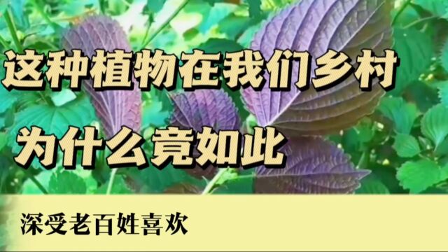 这种植物在我们乡村为什么竟如此深受老百姓喜欢