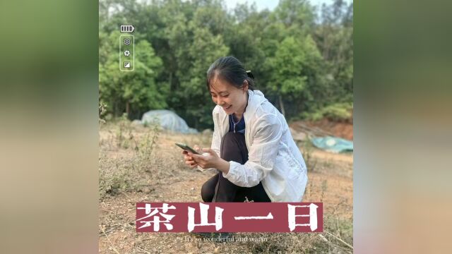 2023云南茶山行:茶山一日