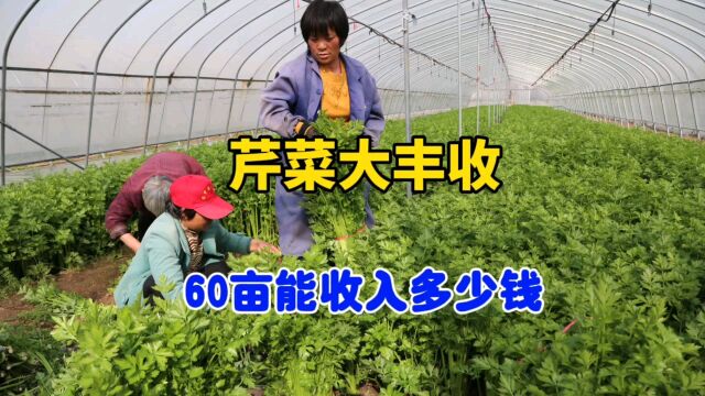 今年芹菜大丰收,1亩仅250g种子亩产16000斤,种60亩能赚多少