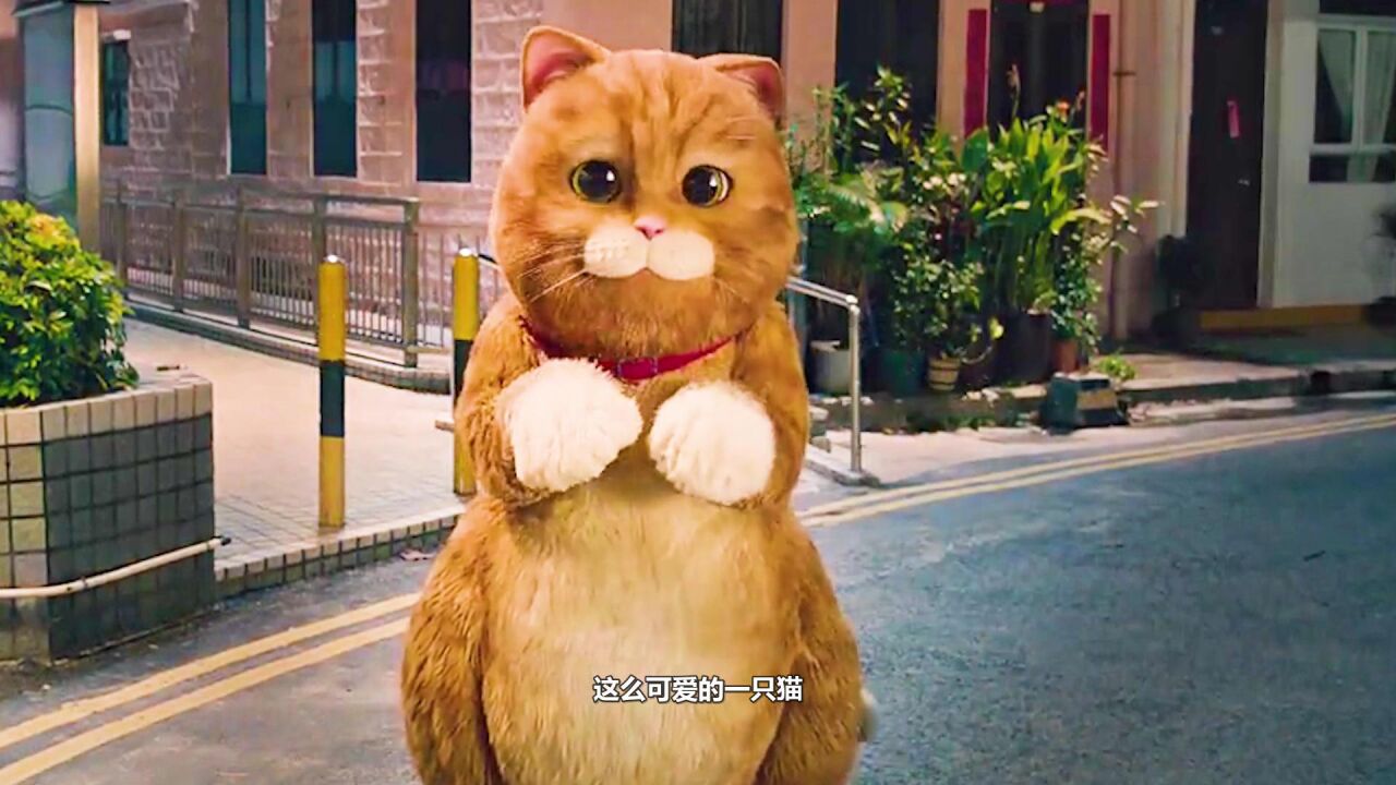 《喵星人》这么萌的喵星人,你是不是也爱了_高清1080P在线观看平台_腾讯视频
