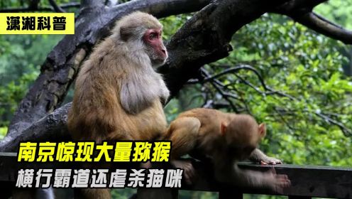 南京街头出现猴子，不仅抢夺居民水果还攻击老人，行为十分恶劣