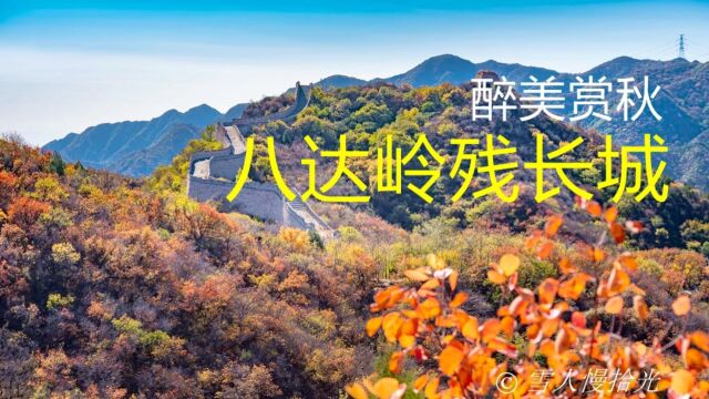 北京八达岭残长城红叶岭赏秋,红叶绚烂,江山美如画