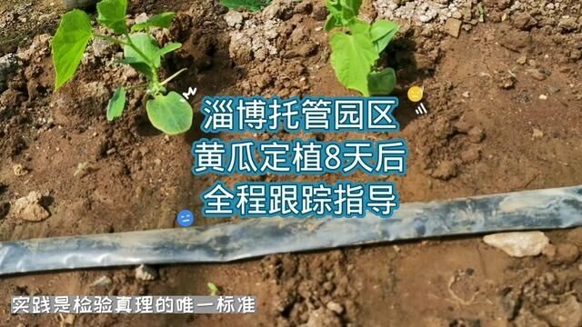 #淄博#托管 园区#黄瓜 定植8天后 #全程 跟踪指导