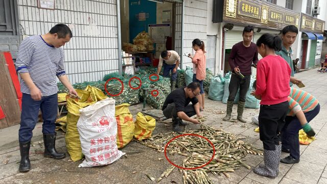 广东老板大量收购这种竹笋,全村人都疯狂来拔笋,一天拔上几千斤