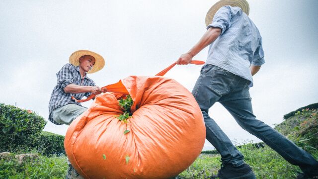 35000亩春茶迎来采摘季!揭东坪上炒茶采摘如火如荼