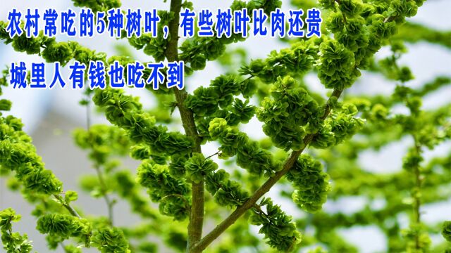 农村常吃的5种树叶,有些树叶比肉还贵,城里人有钱也吃不到