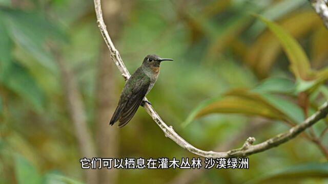 鸟百科——你知道最小的鸟吗?