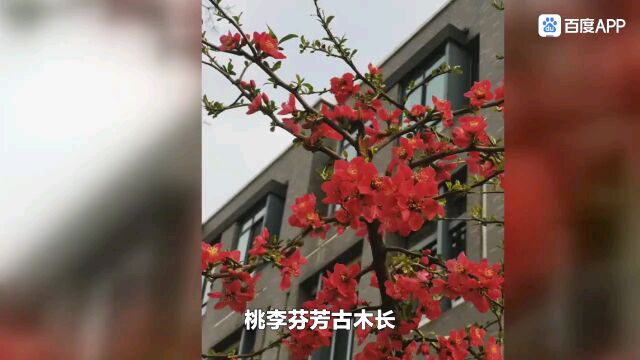 桃李芬芳古木长——胜日寻芳之山大洪楼校区