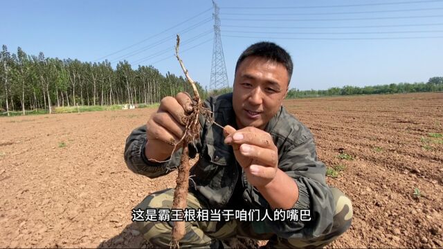 小时候的怀山药长啥样呢,小波带大家一探究竟,太小了吧