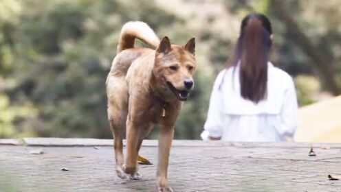 忠犬八公_忠犬八公:让八筒穿过漫长的十年,跨过空间的界限!_腾讯视频
