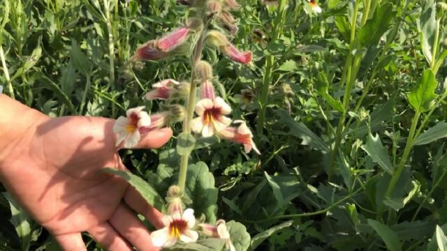 分享农村珍贵植物,它是六味地黄丸的原材料,日常熬汤炖肉离不了