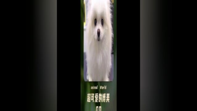 可爱的博美犬造型改造,笑起来简直要把人萌化,看完也想要养一只