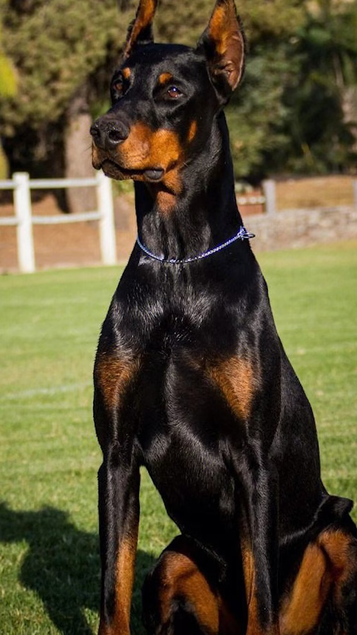 武汉一未拴绳杜宾犬咬人被没收,狗主人被罚1万元