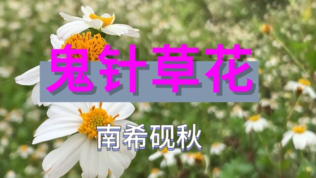 南希砚秋鬼针草花(原创现代诗歌)