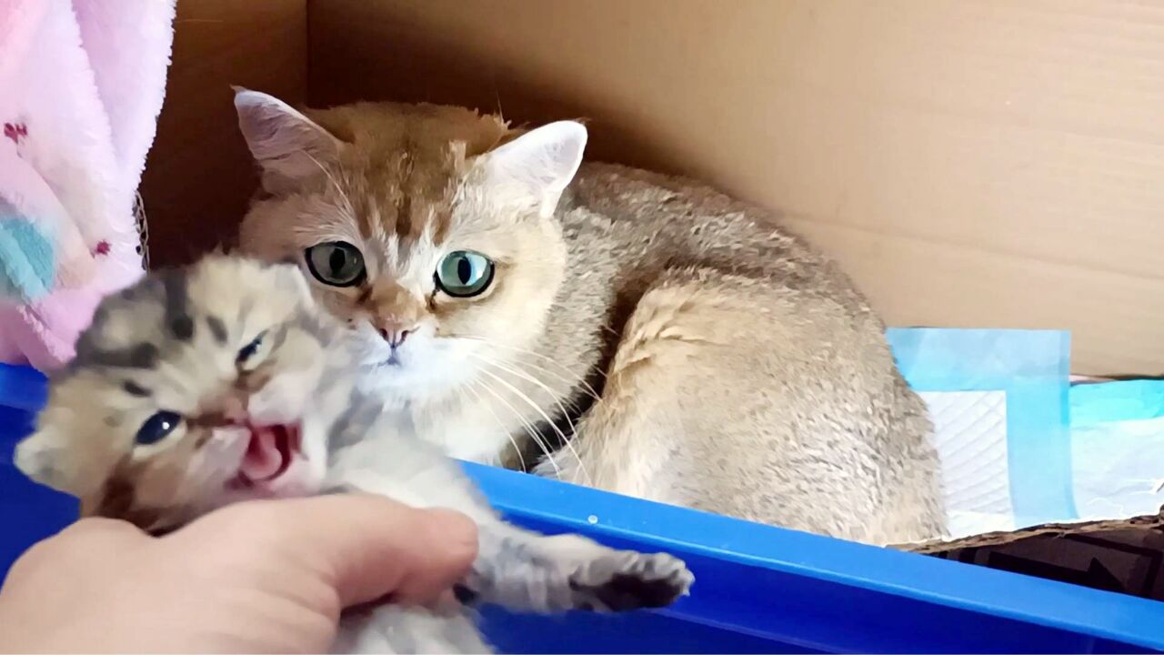 独苗猫宝生下半月有多重?首次睁眼亮相,背后抢镜的猫妈真漂亮_高清1080P在线观看平台_腾讯视频