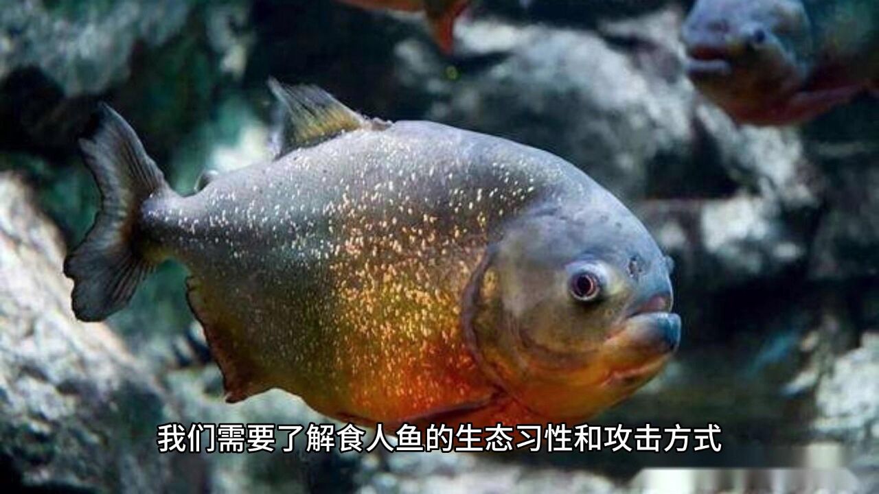 南美食人鱼图片