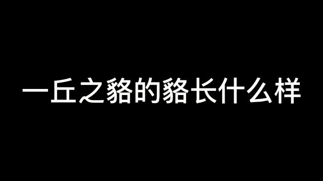 貉—国家二级保护动物 善待野生动物也是一种美德.