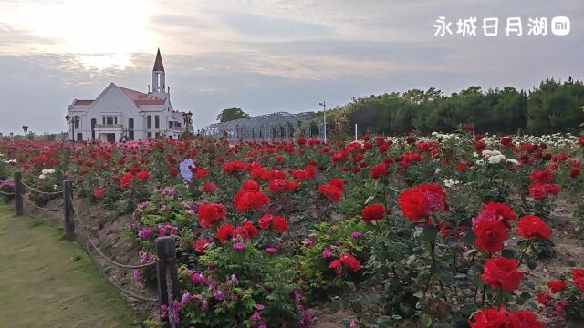 放假了,总要来趟日月湖吧,吹吹日月湖的风…# 永城日月湖风景