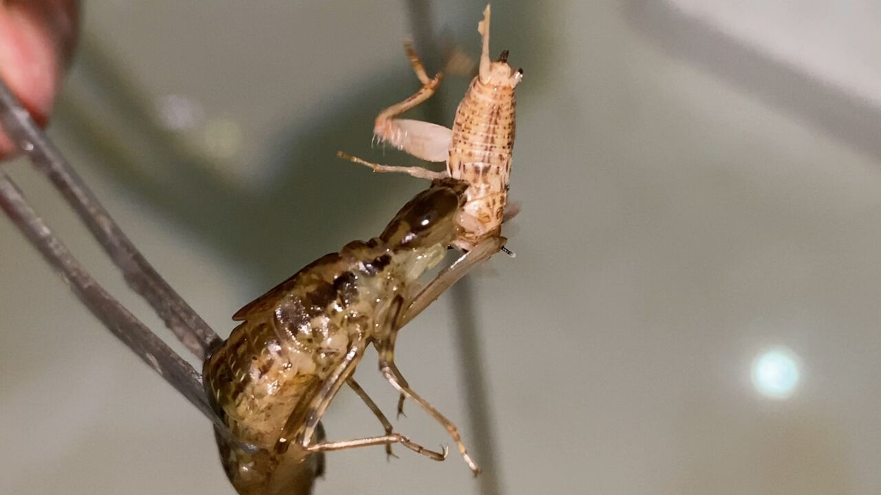 蜻蜓幼虫到底有几个牙?我终于发现它的最恐怖一面!在水里还有谁