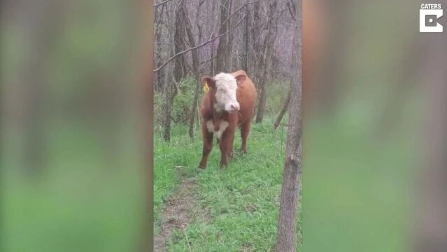 爱犬放风竟带回一只牛,它憨萌靠近表情超无辜:可不可以跟你们回家