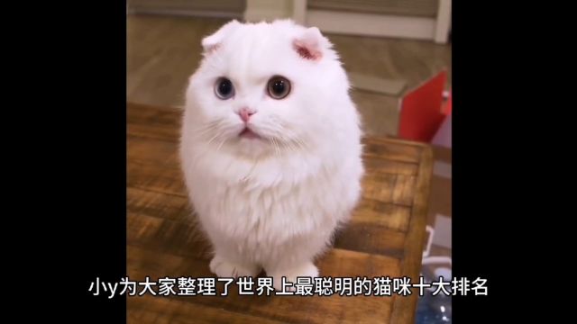 世界上最聪明的猫咪