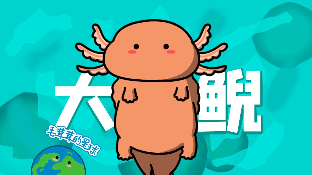 中国大鲵真的比日本大鲵好看!