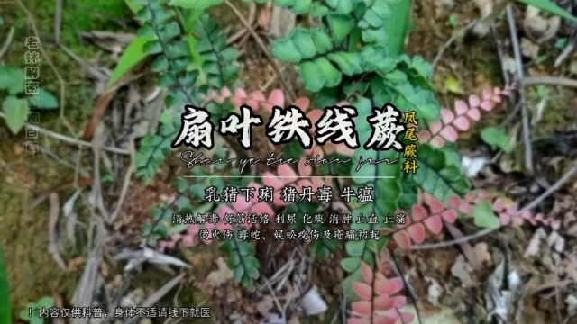 扇叶铁线蕨:没有花香,没有树高,它却是一味民间常用中草药!