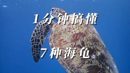 1分钟搞懂7种海龟

绿海龟，红海龟傻傻分不清楚，有了这份专业识别指南，再也不怕教练问我这是哪种海龟了。#潜水 #海洋生物 #海龟 #水下摄影 #水肺潜水