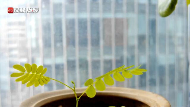 努力向上!摄影师80小时记录合欢花生长过生