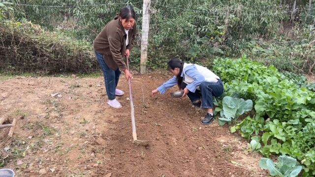 菜园各种蔬菜长得挺好,今天再去种两样青菜,天冷涮火锅吃着方便