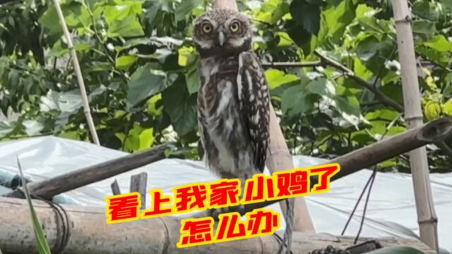 猫头鹰带娃技术真强,想吃鸡了吧?直接守在农村小伙鸡棚