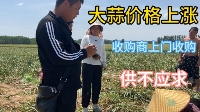 大蒜价格持续上涨,收购商上门收购,供不应求,看现在多少钱一斤