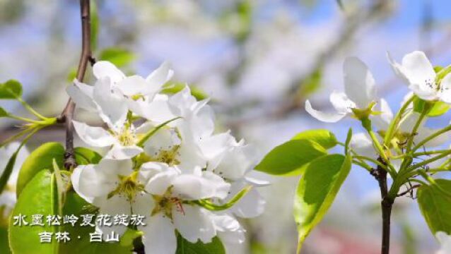 松岭雪村上央视啦!夏花烂漫,乡村旅游掀热潮~