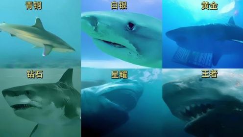 假如影视里的鲨鱼有段位，段位越高越凶猛。#海洋生物 #鲸鲨 #海底世界