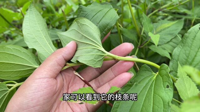 水沟边生长的三白草,被号称为“脚气草”,捣烂作用厉害了