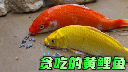小鱼定格趣味动画：贪吃的黄鲤鱼吃东西，没想到竟然吃到石头，真是太有趣了