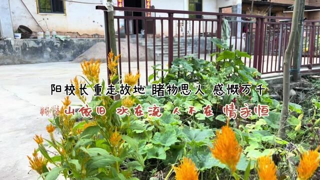 江山村采风续16 阳校长重走故地 睹物思人 感慨万千:山依旧 水在流 人不在 情永恒#看看你从小长大的地方