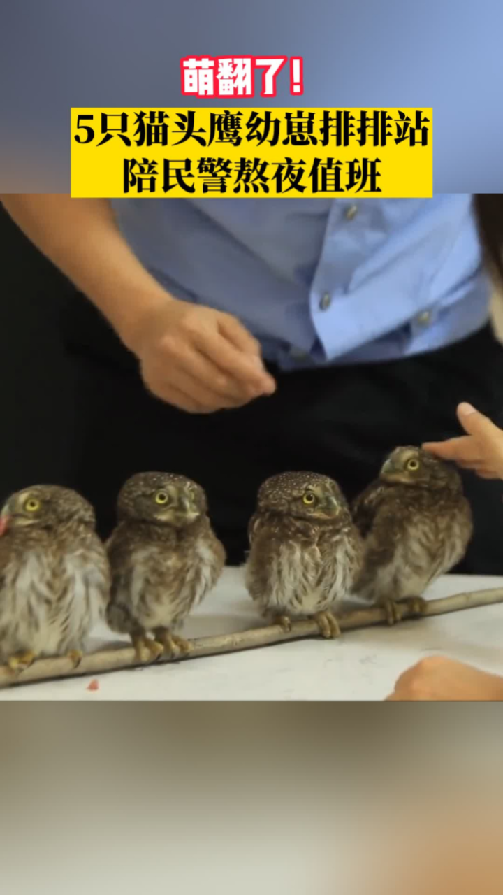 萌翻了!5只猫头鹰幼崽排排站陪民警熬夜值班